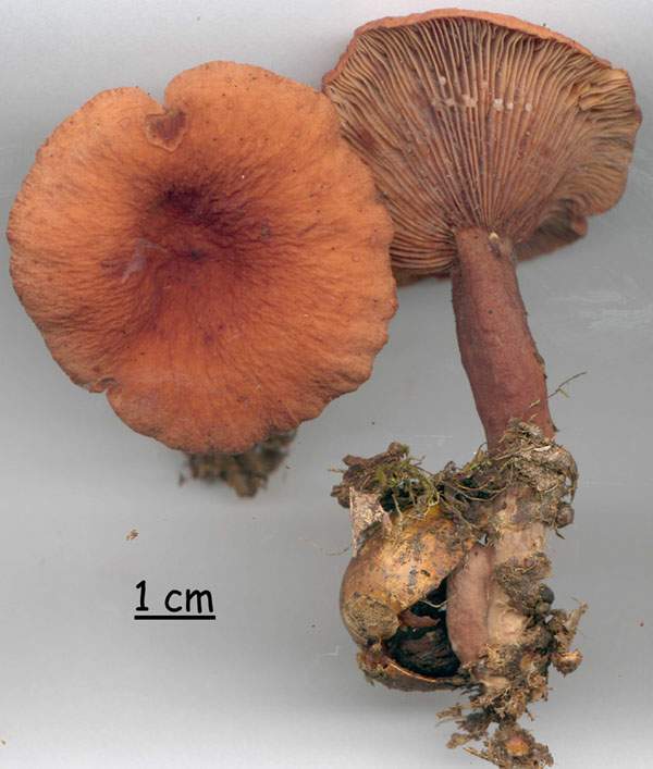 Lactarius cremor